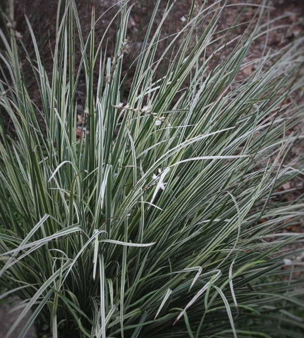 chlorophytum grass Chlorophytum saundersiae Agristripes