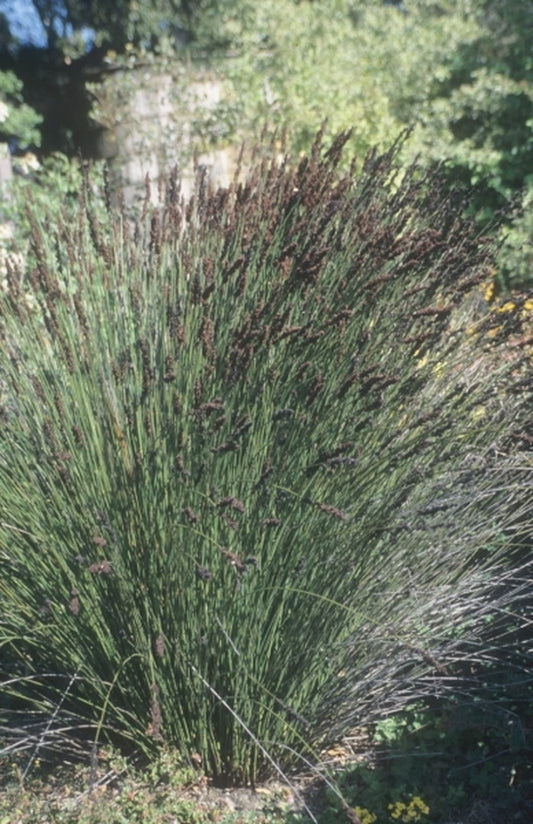 Image of Chondropetalum tectorum|Clebsch Gdn, CA|