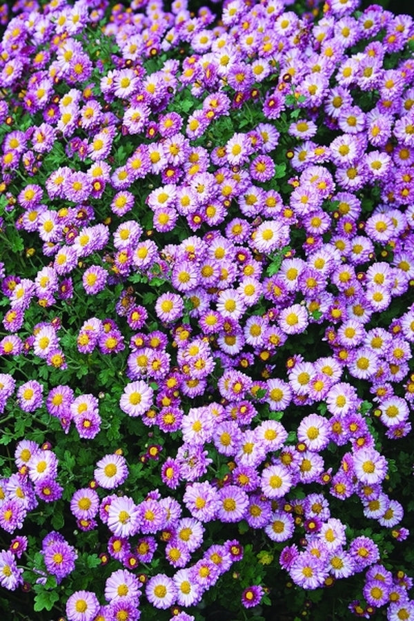 Image of Chrysanthemum 'Sweet Peg'|Juniper Level Botanic Gdn, NC|JLBG