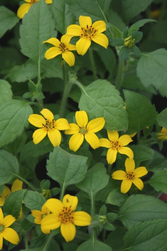 Image of Chrysogonum virginianum 'Golden Acres'|Juniper Level Botanic Gdn, NC|JLBG