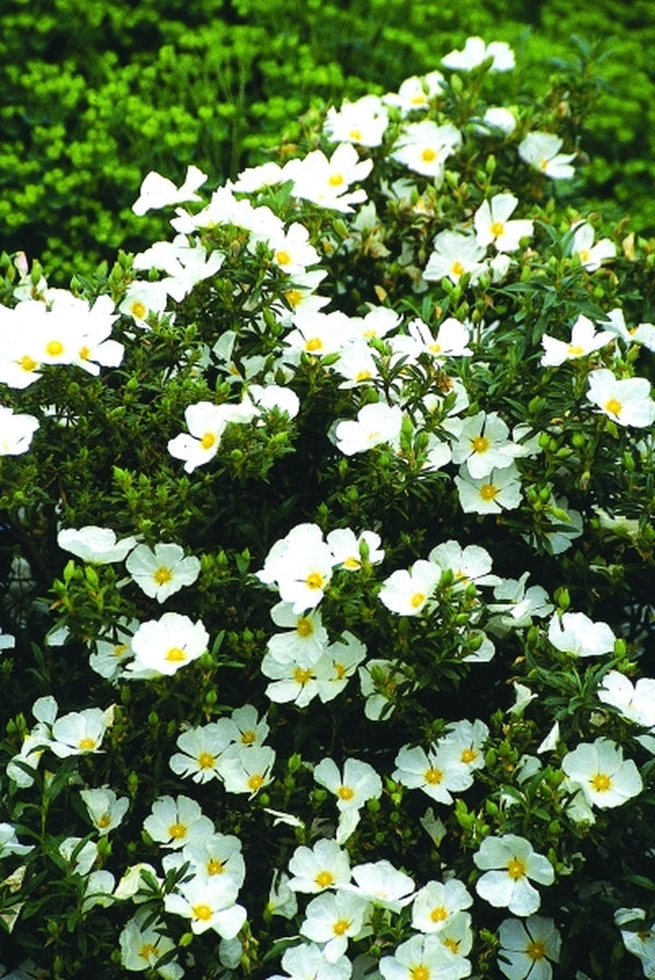 Image of Cistus 'Elma'|Juniper Level Botanic Gdn, NC|JLBG