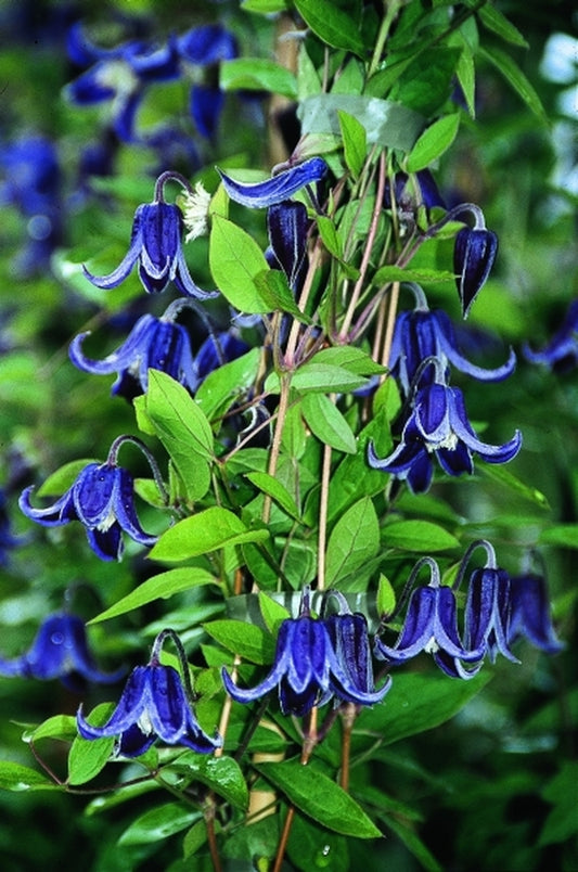 Image of Clematis 'Fascination' PP 14,770|J. van Zoest Nursery, Holland|
