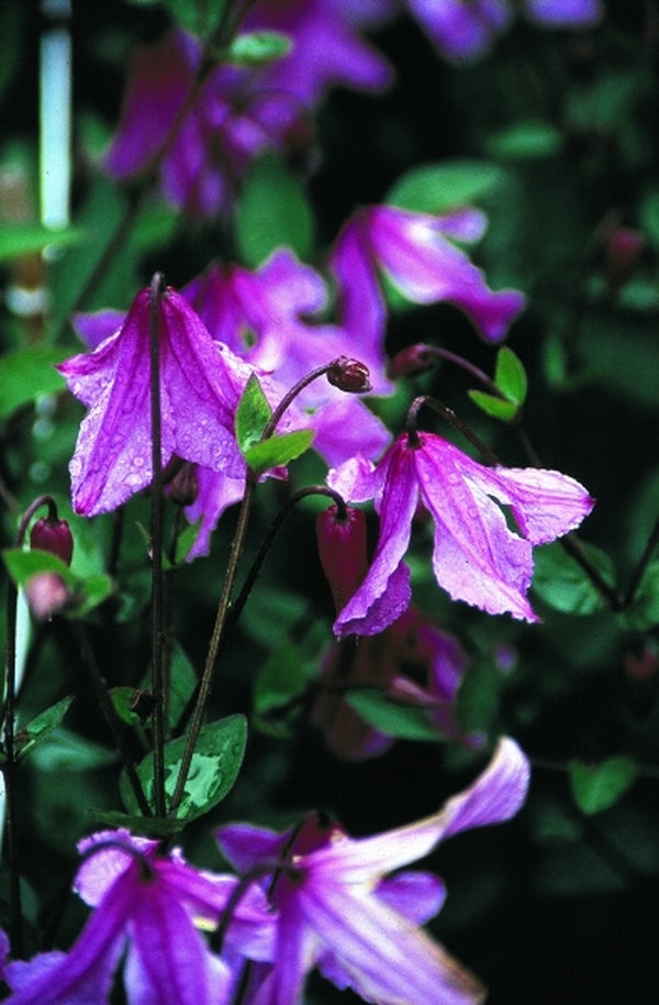 Image of Clematis 'Hendryetta' PP 16,589|J. van Zoest Nursery, Holland|