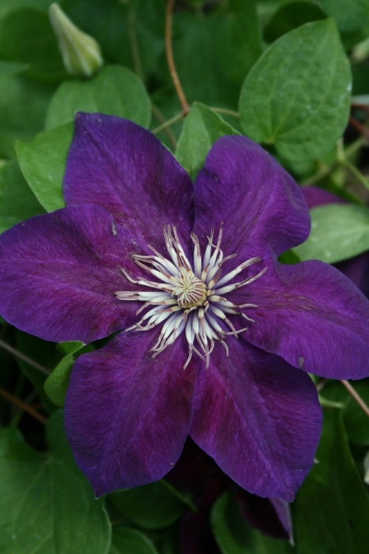 Image of Clematis 'Reiman'|Juniper Level Botanic Gdn, NC|JLBG