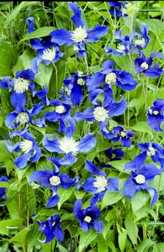 Image of Clematis 'Zobluepi' |Planthaven, CA|PlantHaven