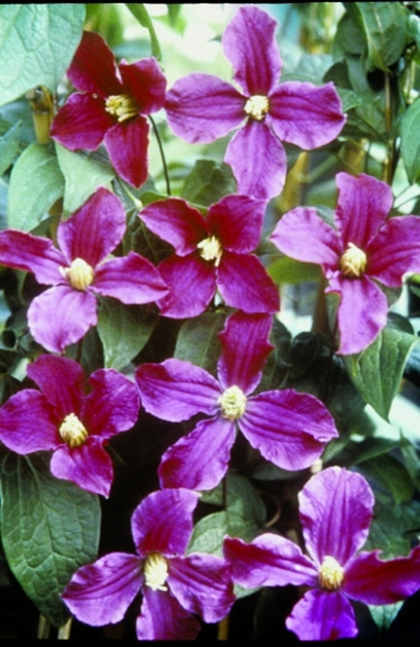 Image of Clematis 'Zoin' PP 14,054|Planthaven, CA|PlantHaven