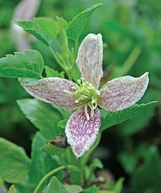Image of Clematis cirrhosa 'Freckles'|Juniper Level Botanic Gdn, NC|JLBG