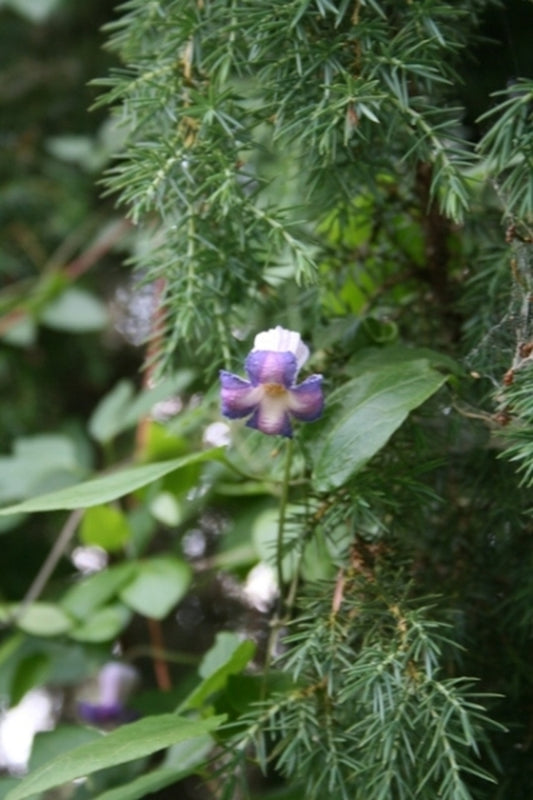 Image of Clematis crispa 'New Hope'||