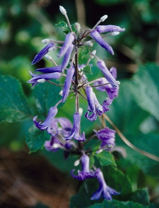 Image of Clematis heracleifolia 'China Purple'|Juniper Level Botanic Gdn, NC|JLBG
