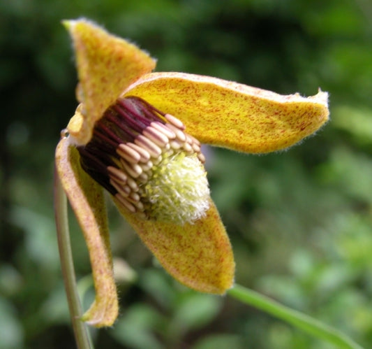 Image of Clematis ladakhiana|Gardens North, Ontario, Canada|Gardens North