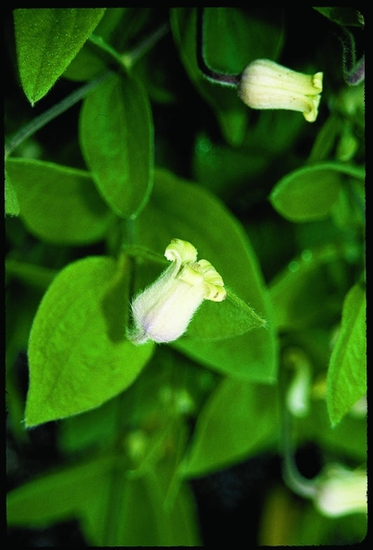 Image of Clematis ochroleuca|Juniper Level Botanic Gdn, NC|JLBG