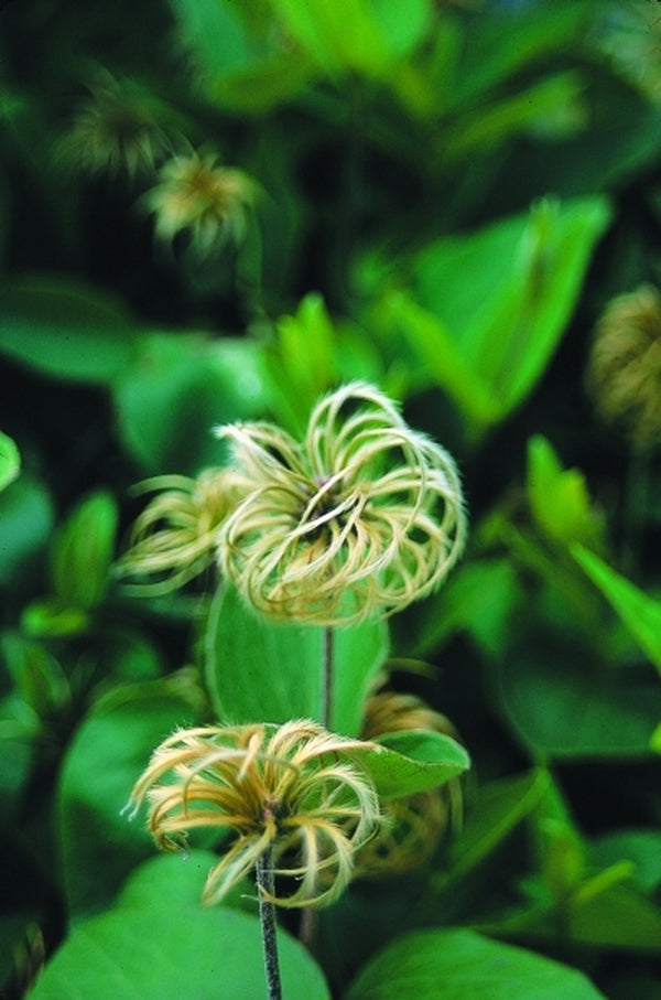 Image of Clematis ochroleuca|Juniper Level Botanic Gdn, NC|JLBG