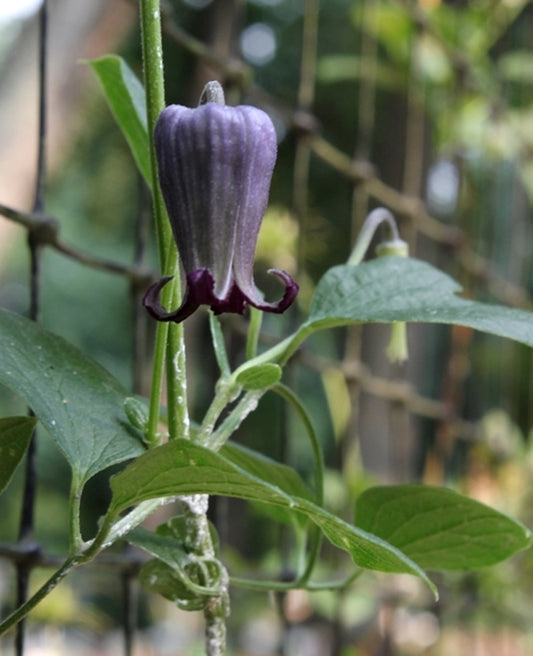 Image of Clematis pitcheri 'Pottawatomie'|Juniper Level Botanic Gdn, NC|JLBG