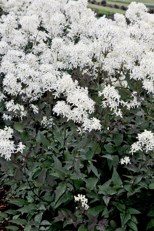 Image of Clematis recta 'Lime Close'|Walters Gardens, MI|