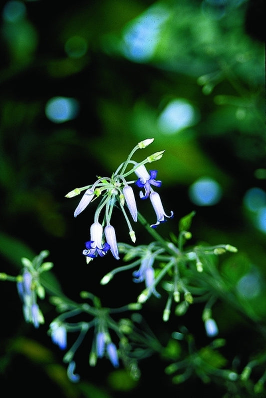 Image of Clematis stans x heracleifolia|Juniper Level Botanic Gdn, NC|JLBG