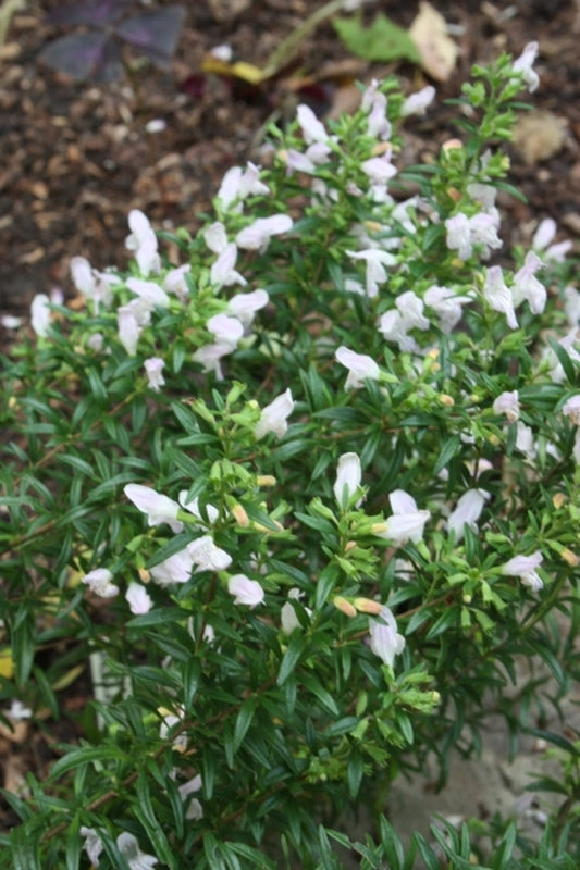 Image of Clinadina 'Desi Arnaz'|Juniper Level Botanic Gdn, NC|JLBG