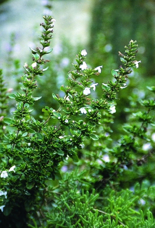 Image of Clinopodium georgianum 'Barbour Belle'|Juniper Level Botanic Gdn, NC|JLBG