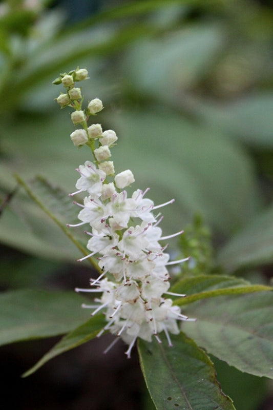 Image of Collinsonia japonica 'Snow White'||