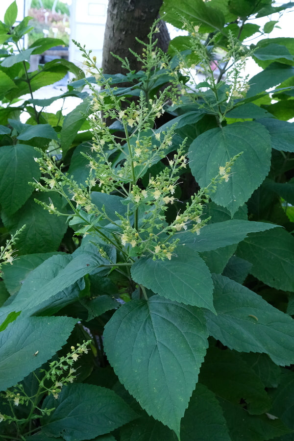 Image of Collinsonia punctata 'Yellow Creek'taken at Juniper Level Botanic Gdn, NC by JLBG