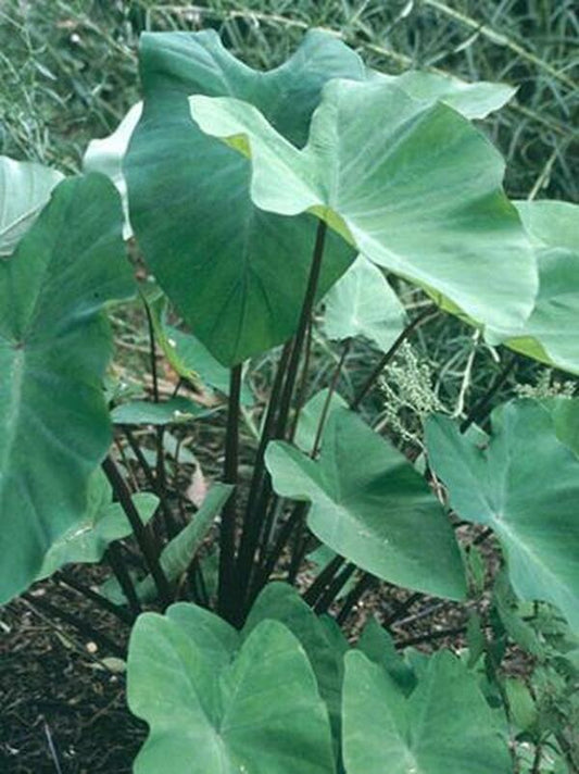 Image of Colocasia esculenta 'Big Dipper'|Juniper Level Botanic Gdn, NC|JLBG