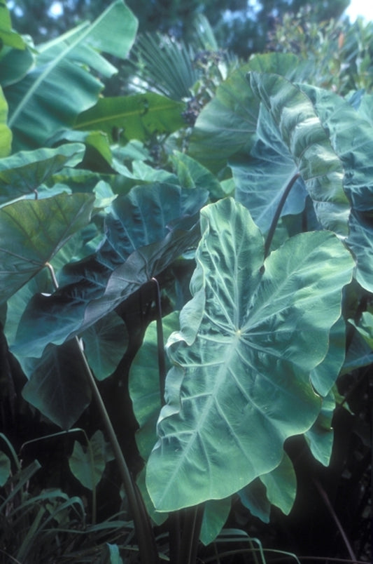 Image of Colocasia esculenta 'Burgundy Stem'|Juniper Level Botanic Gdn, NC|JLBG