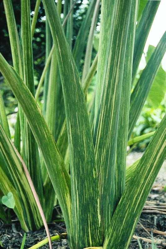 Image of Colocasia esculenta 'Chicago Harlequin'|Juniper Level Botanic Gdn, NC|JLBG