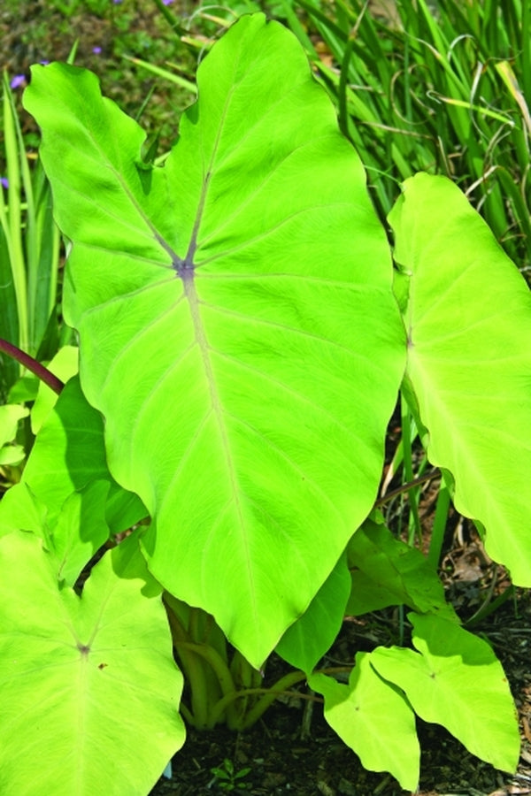 elephant ears colocasia plant delights nurseryplant delights nursery Learn about Colocasia esculenta 'Elena' | Elena Elephant Ear