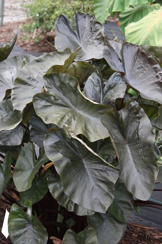 Image of Colocasia esculenta 'Kona Coffee' PP 22,420|Juniper Level Botanic Gdn, NC|JLBG