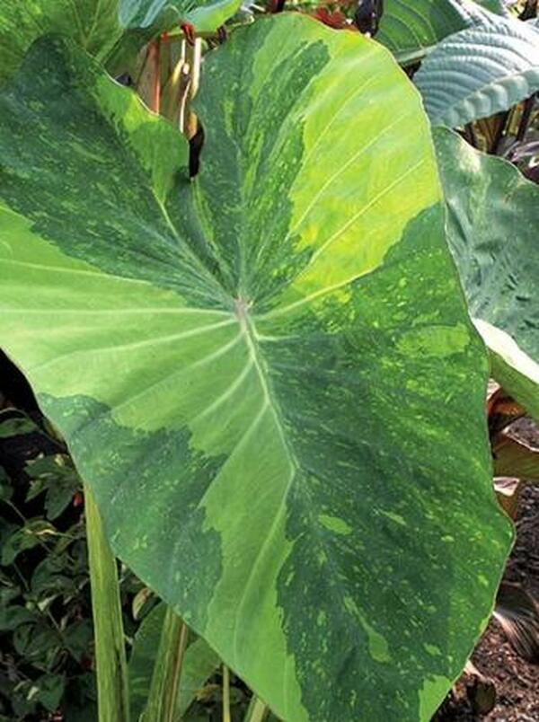 lime elephant ear plant Colocasia esculenta Lime Aide