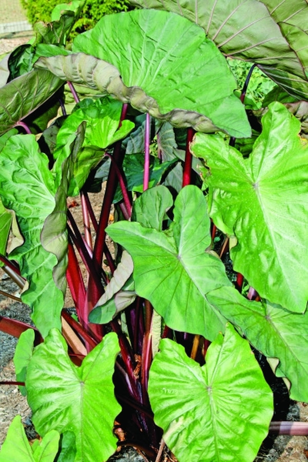 Image of Colocasia esculenta 'Maui Magic' PP 19,625|Juniper Level Botanic Gdn, NC|JLBG