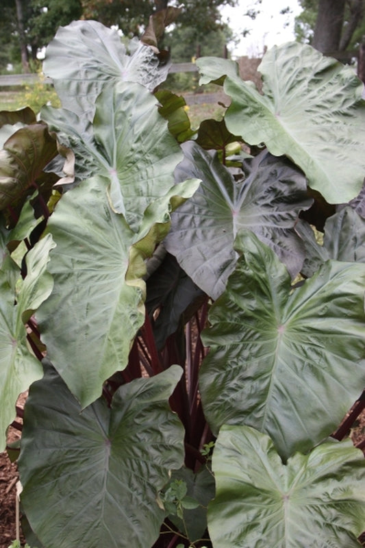Image of Colocasia esculenta 'Maui Magic' PP 19,625|Juniper Level Botanic Gdn, NC|JLBG