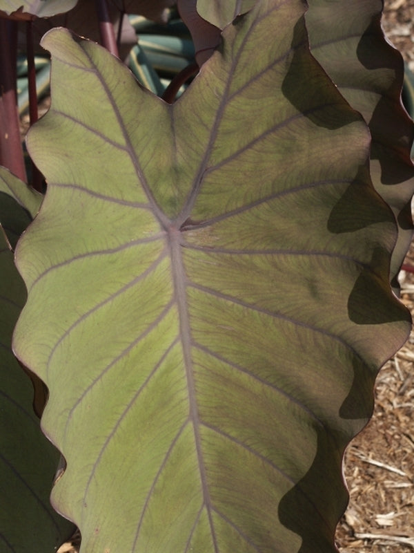 Image of Colocasia esculenta 'Pineapple Princess' PP 20,982|Juniper Level Botanic Gdn, NC|JLBG