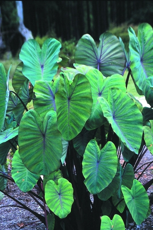 Image of Colocasia esculenta 'Royal Cho'|Juniper Level Botanic Gdn, NC|JLBG