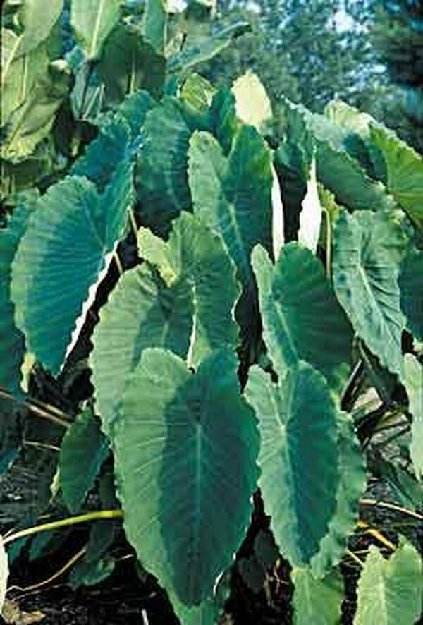 florida elephant ear plant Colocasia esculenta Ruffles