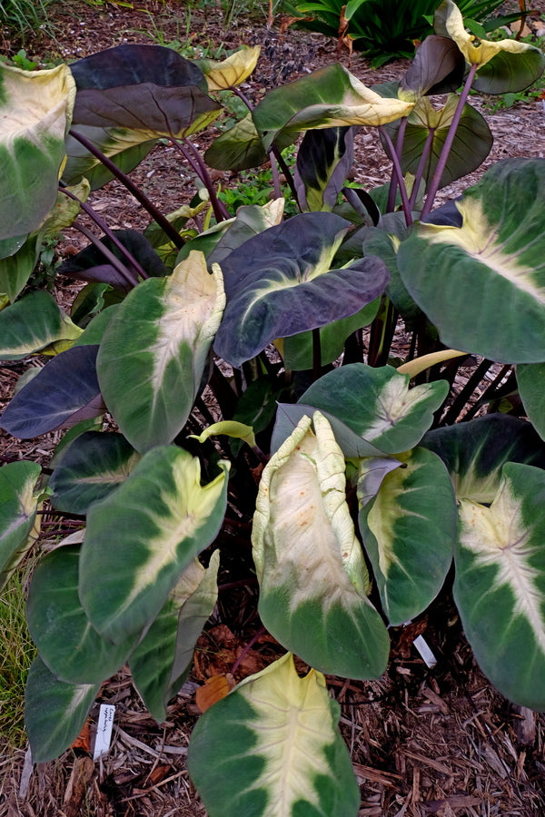 tropical elephant ear plants Colocasia esculenta Tropical Storm PP 28567