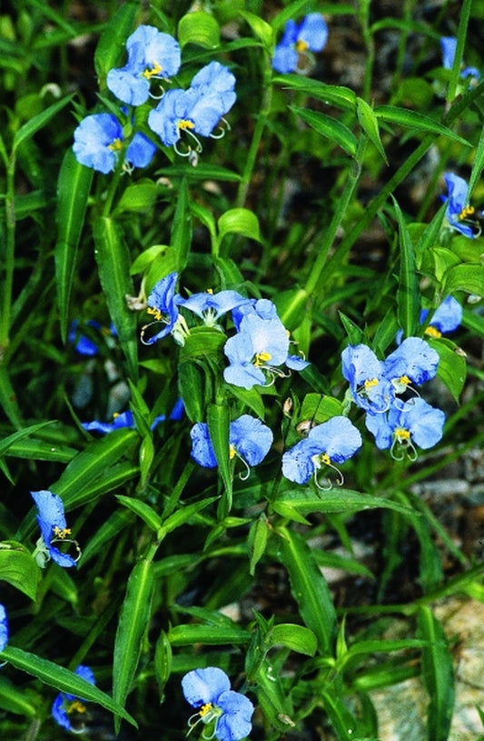 Image of Commelina erecta coll. #A13NC-003|Juniper Level Botanic Gdn, NC|JLBG