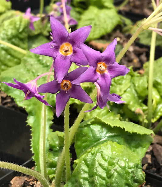 Image of Conandron ramondioides 'Noushoku'|Juniper Level Botanic Gdn, NC|C. Hardison