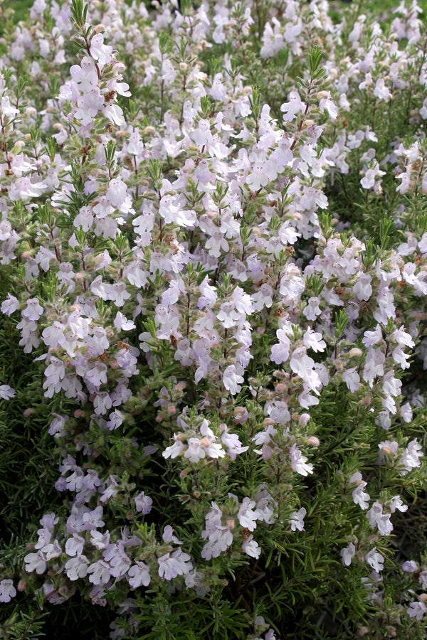 ghost lavender plant Learn about Conradina canescens 'Gray Ghost' | Gray Ghost Redneck Rosemary
