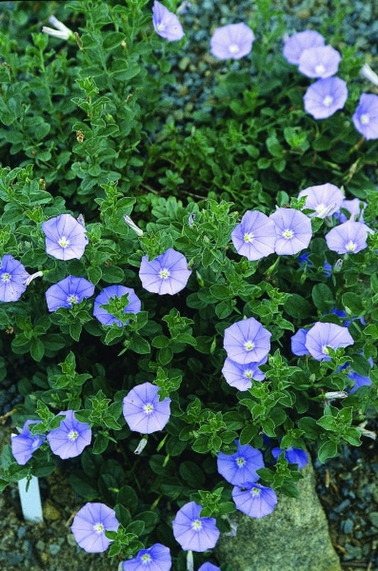 Image of Convolvulus mauritanicus|Juniper Level Botanic Gdn, NC|JLBG