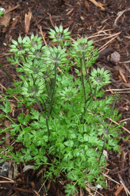 Image of Coptis japonica var. dissecta|Juniper Level Botanic Gdn, NC|JLBG