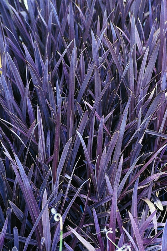 Image of Cordyline australis 'Red Sensation'|Juniper Level Botanic Gdn, NC|JLBG
