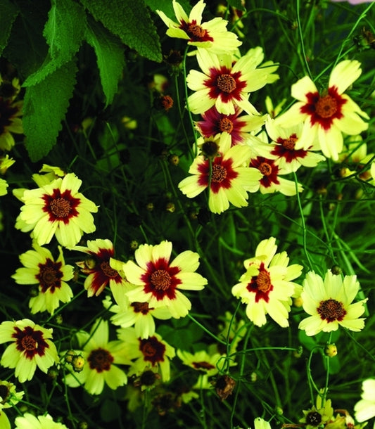 Image of Coreopsis 'Autumn Blush' PP18184|Terra Nova Nurseries, OR|Terra Nova Nurseries
