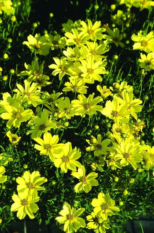 Image of Coreopsis 'Creme Brulee' PP 16,096|Yoder Bros, PA|Yoder Brothers