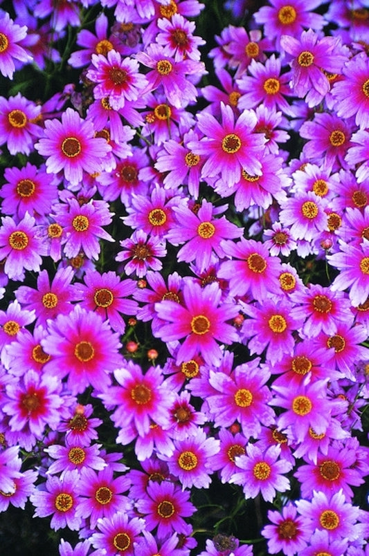 Image of Coreopsis 'Heaven's Gate' PP 16,016|Kebra Nsy, NL|