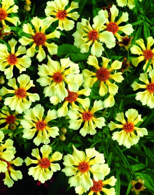 Image of Coreopsis 'Pinwheel' PP18880|Terra Nova Nurseries, OR|Terra Nova Nurseries