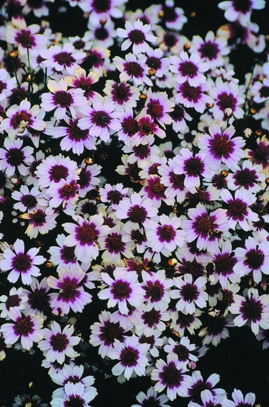 Image of Coreopsis 'Sweet Dreams' PP 12,720|Juniper Level Botanic Gdn, NC|JLBG