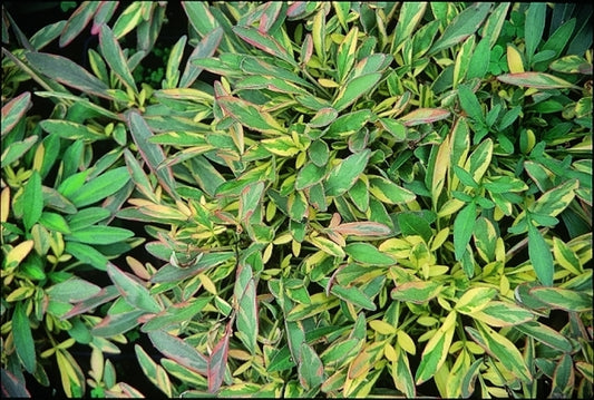 Image of Coreopsis 'Tequila Sunrise' PP 9875|North Creek Nurseries, PA|