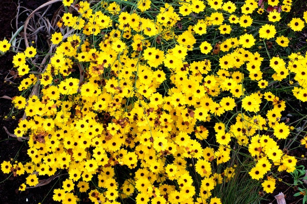 Image of Coreopsis linifolia 'Newport'||