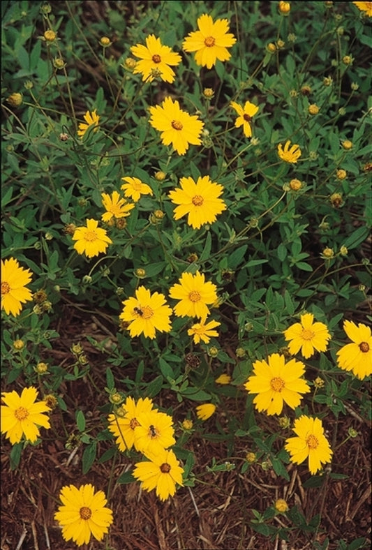 Image of Coreopsis pubescens var. pubescens|Juniper Level Botanic Gdn, NC|JLBG