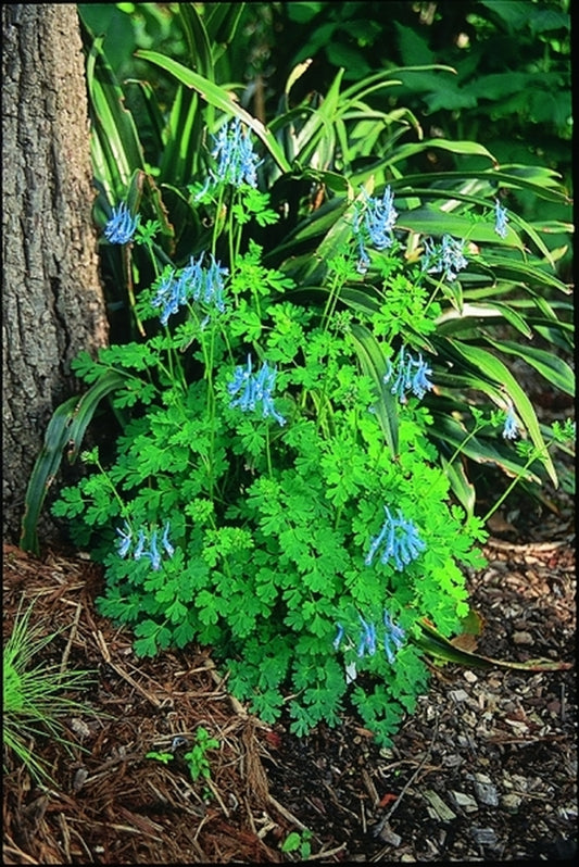 Image of Corydalis 'Blue Panda'|Juniper Level Botanic Gdn, NC|JLBG
